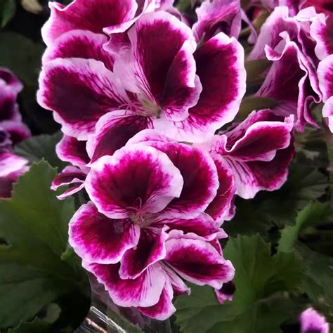 Regal Geranium Seeds