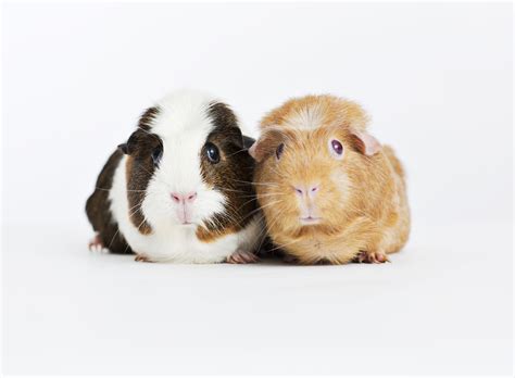 Guinea Pig Care Introduction To Pet Guinea Pigs