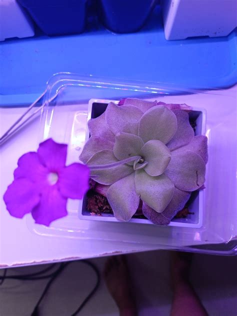 Pinguicula Cyclosecta X Colimensis Furniture Home Living Gardening