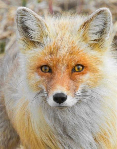 Red Fox Distribution Wildlife Online