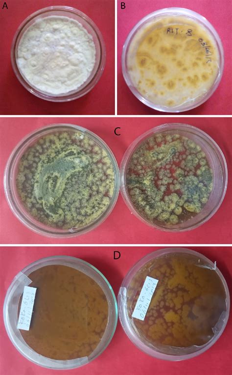 Morphology Of B Bassiana And M Robertsii Isolates A Colony Color Download Scientific