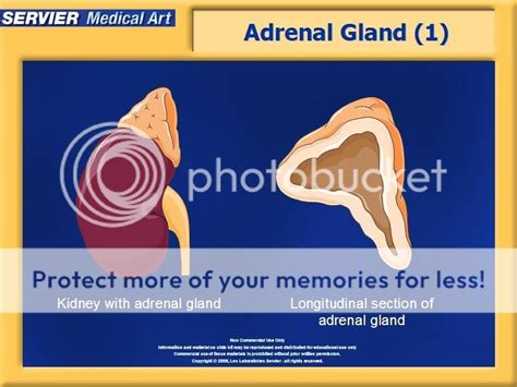 Adrenal Cortex Gland Description Functions Of Cortex And Medulla