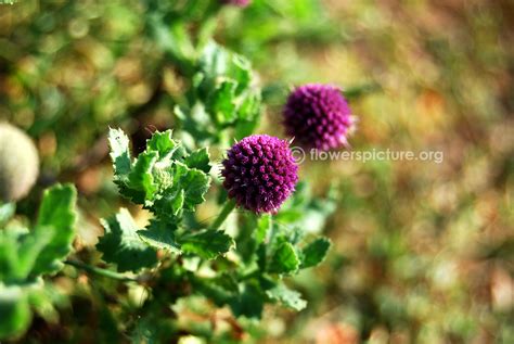 Sphaeranthus Indicus East Indian Globe Thistle