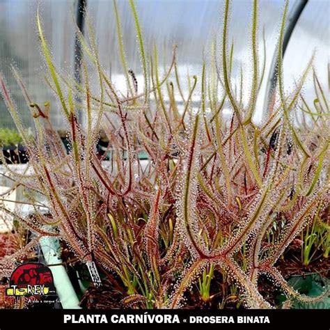 Compre agora a sua planta carnívora Drosera Binata