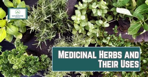 Medicinal Herbs And Their Uses Naturopathic Healing