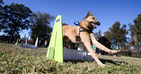 Push to allow dogs on Shellharbour beaches | Illawarra Mercury | Wollongong, NSW