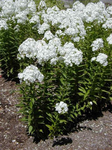 Phlox Paniculata ‘david Kiefer Nursery Trees Shrubs Perennials