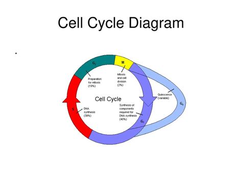 Cell Cycle Diagram Labeled