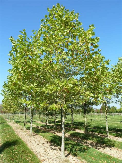 Le Platanus X Acerifolia Platane à Feuilles D érable Thuilleaux