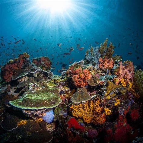 Coral Reefs Here In Komodo Are One Of The Most Biologically Diverse