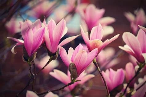 Fundo de primavera linda árvore de floração rosa branca magnólia Foto