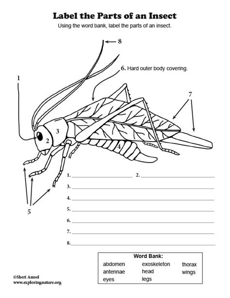 insect anatomy worksheet