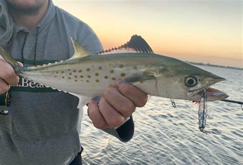 Northeast Exotic: The Spanish Mackerel - On The Water