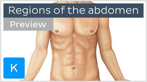 Regions Of The Abdomen Preview Human Anatomy Kenhub Youtube