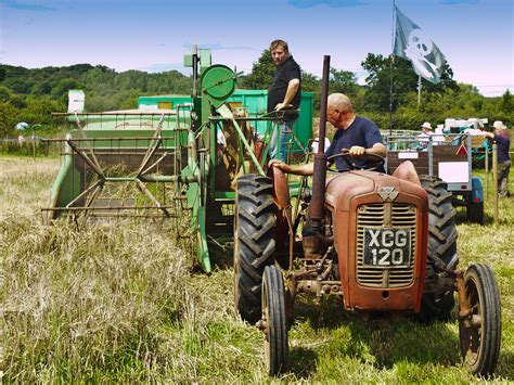 Harvesting Grain With Vintage Farm Machinery A Massey Fer Flickr