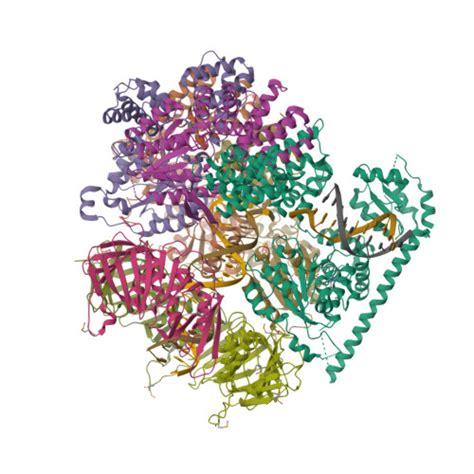 Rcsb Pdb Tfh Atomic Model Of The S Cerevisiae Clamp Clamp Loader