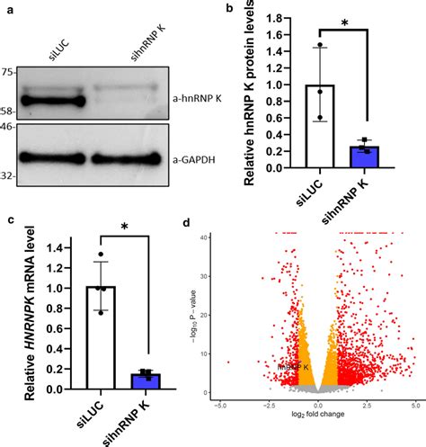 Sirna Knockdown Of Hnrnp K In Sh Sy Y Cells Leads To Widespread Gene