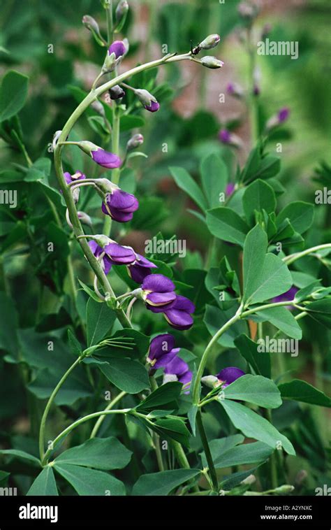 Wild indigo flowers Stock Photo - Alamy