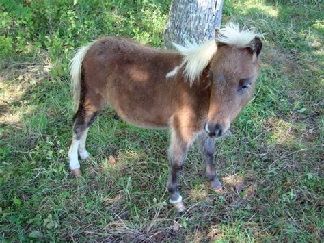 A Vendre Poulain Pie Bai Silver Pp Cheval Miniature VENDU