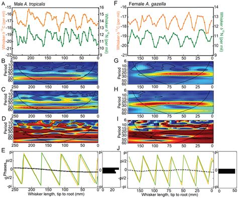 Wavelet And Phase Analyses Of δ13c And δ15n Values Of Serially Sampled