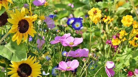 Wildblumenwiese Anlegen Und Pflegen Der Weg Zum Kunterbunten Blumenmeer