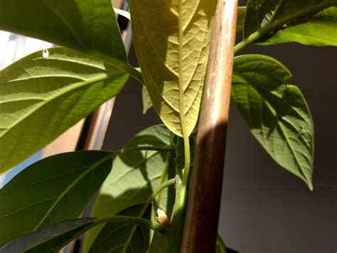 diagnosis - Newbie with yellow/falling avocado tree leaves - Gardening