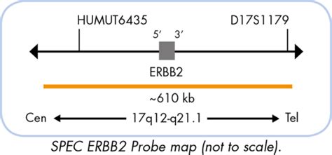 Genebio CEN 17 ERBB2 Dual Color Probe Genebiosolution