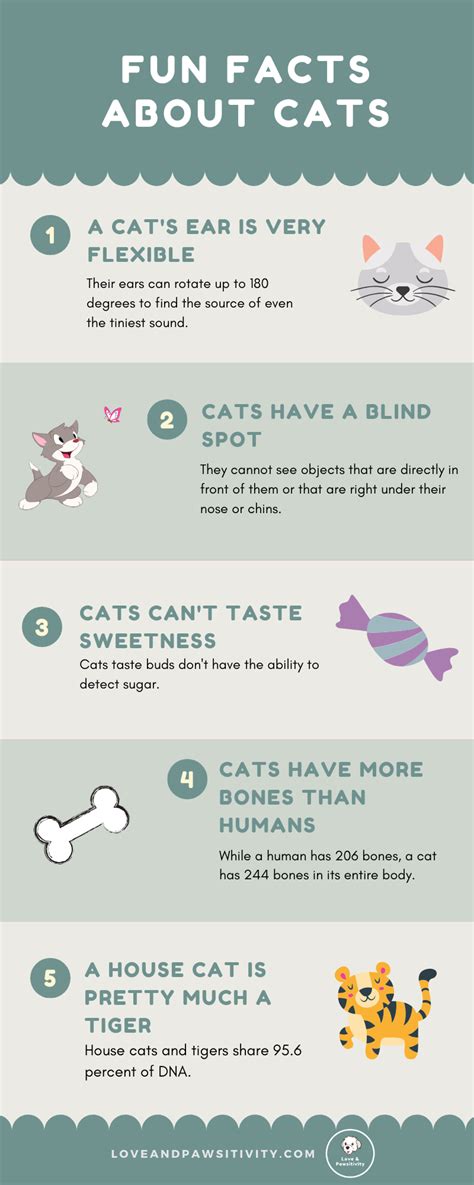 Fun facts about cats – Artofit