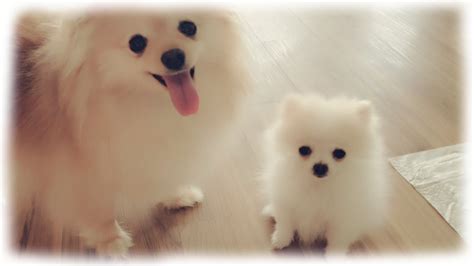 Our tiny white micro / teacup pomeranian puppy | Doovi