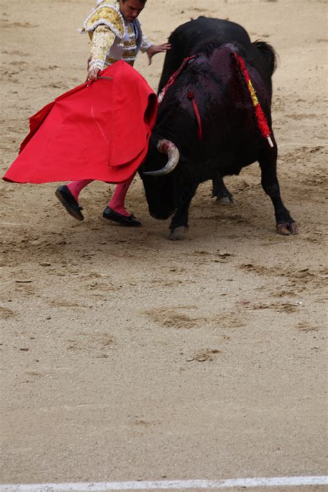 Bull Fighting In Ventas - Bull Fights Photo (14442864) - Fanpop