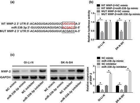 MiR 338 3p Inhibits Cell Growth Invasion And EMT Process In