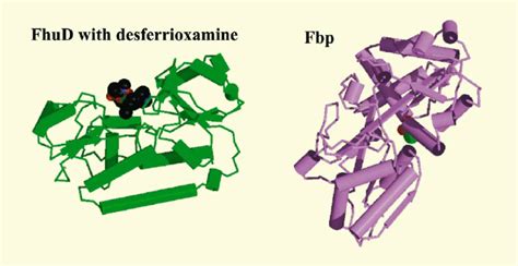 Structures Of The Periplasmic Binding Proteins Fhud Of E Coli And Fbp