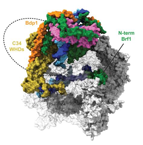 Unveiling Rna Polymerase Iii Transcription Initiation With Cryo Em Diamond Light Source