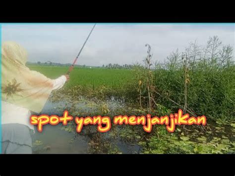 Spot Rawa Yang Menjanjikan YouTube