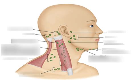 Health Assessment Chapter 18: Lymph Node Locations Diagram | Quizlet