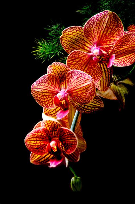 Exotic Cascade of Orchids Photograph by Julie Palencia - Pixels