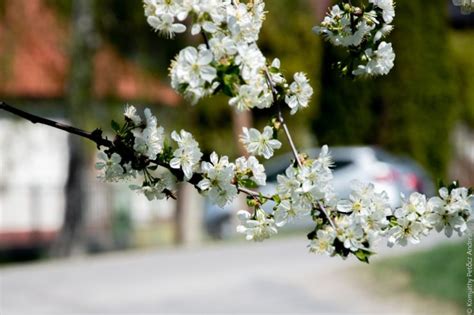 Jön a 20 fok és visszatér a tavasz Elemi