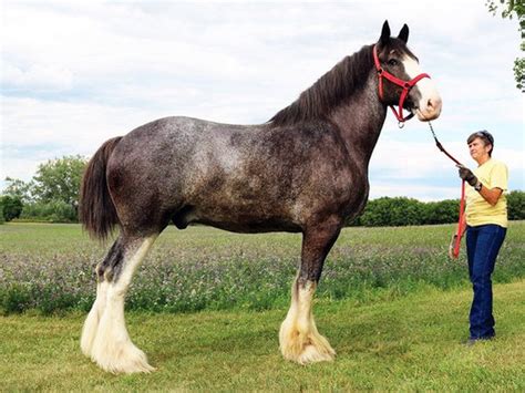 Shire vs Clydesdale - Find out which breed is More Popular (2022 ...