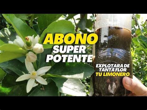 Potente FERTILIZANTE orgánico para tus CÍTRICOS que hará que Explote