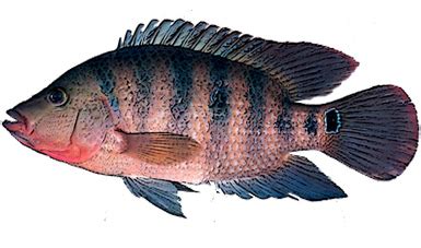 Acuacultura| Mojarra Castarrica | Instituto Nacional de Pesca