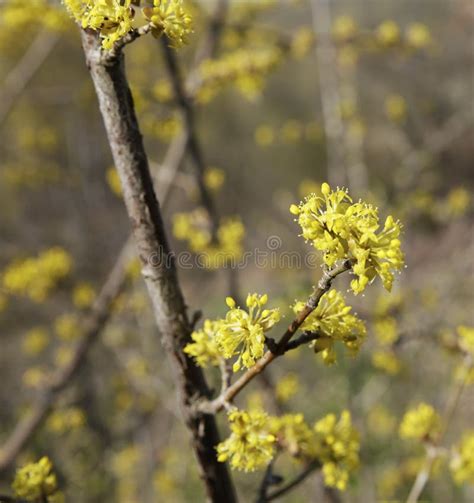 Pussy Willow Bud As A Symbol Of The Beginning Of Spring Stock Image Image Of Nature March