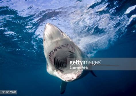 Great White Shark High-Res Stock Photo - Getty Images