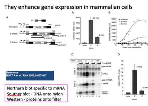 Lecture 12 - Introns, exons and spliceosomal splicing Flashcards | Quizlet