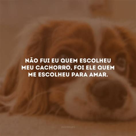 Frases De Amor Para Cachorro Que Enaltecem Seu C Opanheiro