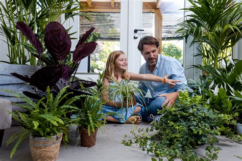 Kamerplanten Zuiveren Je Lucht En Deze Werken Het Beste