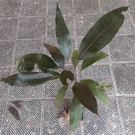 Indonesia Black Stone Mango Grafted Live Plant Plantshub