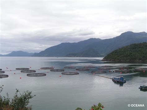 De Onde Vem O Salmão Consumido No Brasil - Salmão consumido no Brasil pode ser prejudicial à saúde - Oceana Brasil