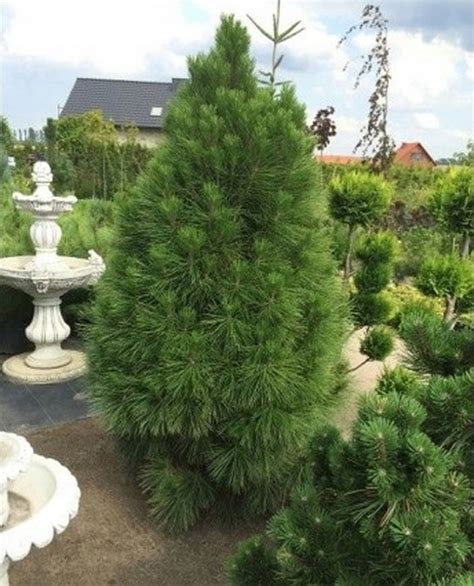 Sosna Czarna Pinus Nigra Pyramidalis Szczepiona