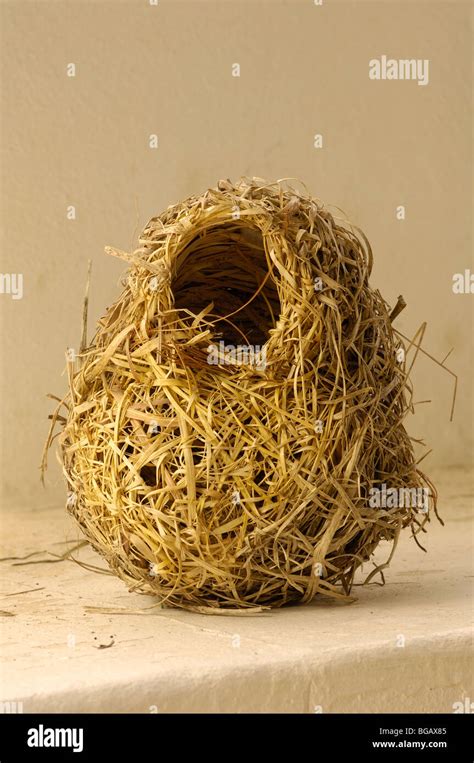 weaver bird nest Stock Photo - Alamy