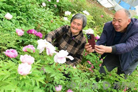 开封市杞县五里河镇：牡丹花开农家院，芳香四溢游人来 大河新闻